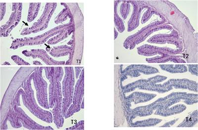 Autochthonous Probiotics Alleviate the Adverse Effects of Dietary Histamine in Juvenile Grouper (Epinephelus coioides)